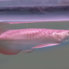 Buy Unique Short Body Arowana