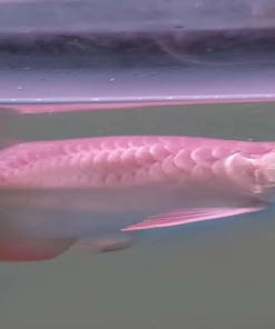 Buy Unique Short Body Arowana