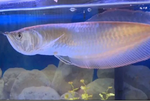 Platinum Arowana For Sale​