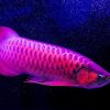 Buy Purple Arowana online