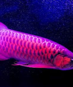 Buy Purple Arowana online