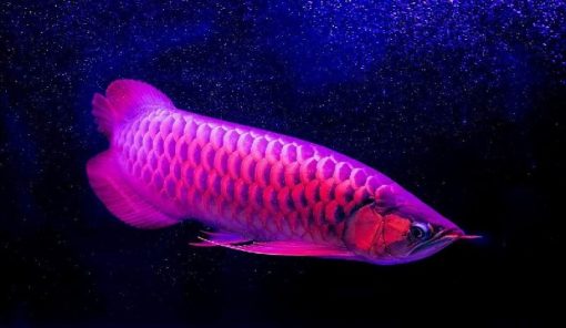 Buy Purple Arowana online