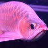 Red Arowana For Sale