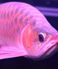 Red Arowana For Sale