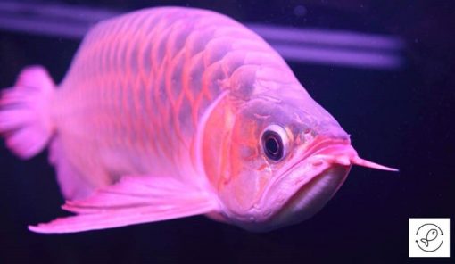 Red Arowana For Sale