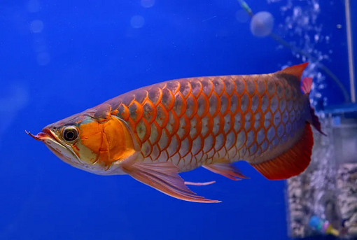 Buy Purple Arowana online