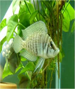 cichlid fish