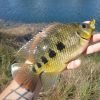 Anabas Testudineus Climbing Perch