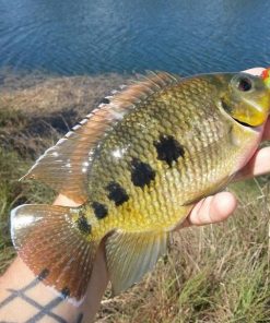 Anabas Testudineus Climbing Perch