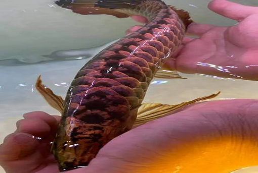 24k blue base arowana​