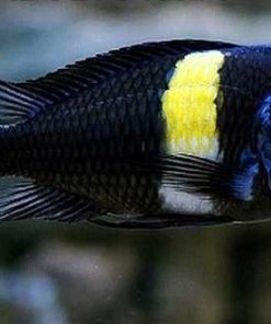 Cichlid Tropheus Duboisi