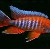 eureka red peacock cichlid