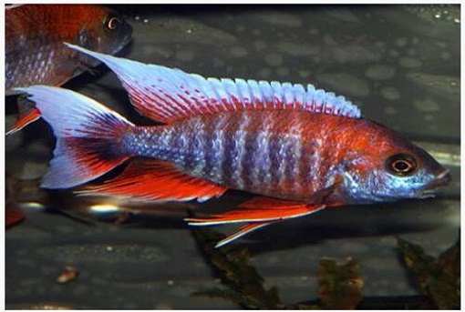 eureka red peacock cichlid