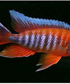 eureka red peacock cichlid