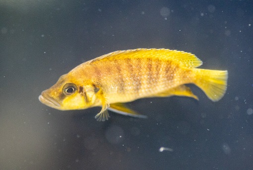 gold head compressiceps cichlid