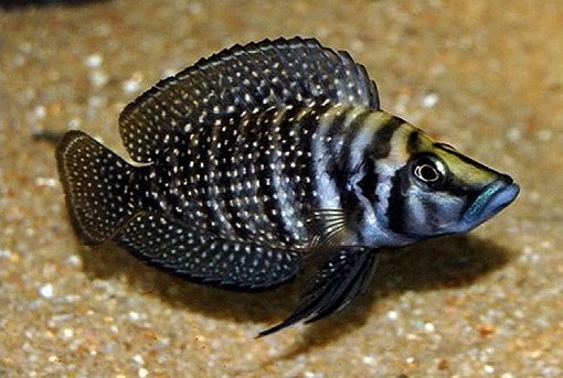 Altolamprologus Calvus