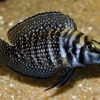 Calvus Black Cichlid