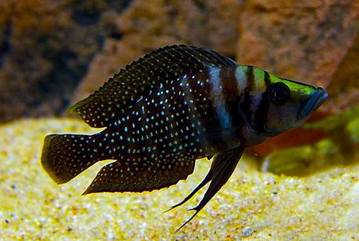 Calvus Black Cichlid