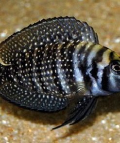 Calvus Black Cichlid