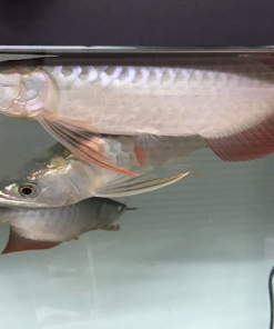 Silver Arowana For Sale