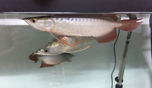 Silver Arowana For Sale