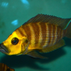 gold head compressiceps cichlid