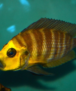 gold head compressiceps cichlid