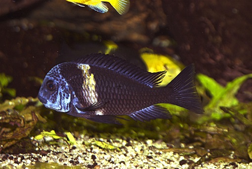 Cichlid Tropheus Duboisi