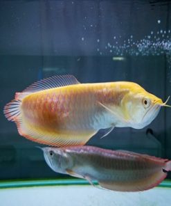 Albino Arowana