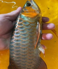 Asian Arowana