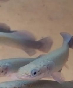 Arapaima Gigas For Sale