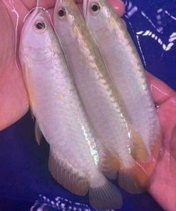 silver arowana