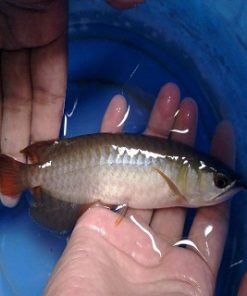 Jardini Arowana