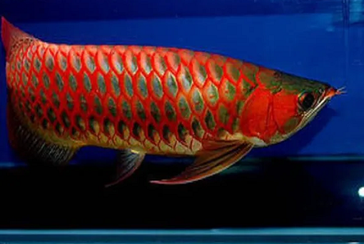 Super Red Arowana