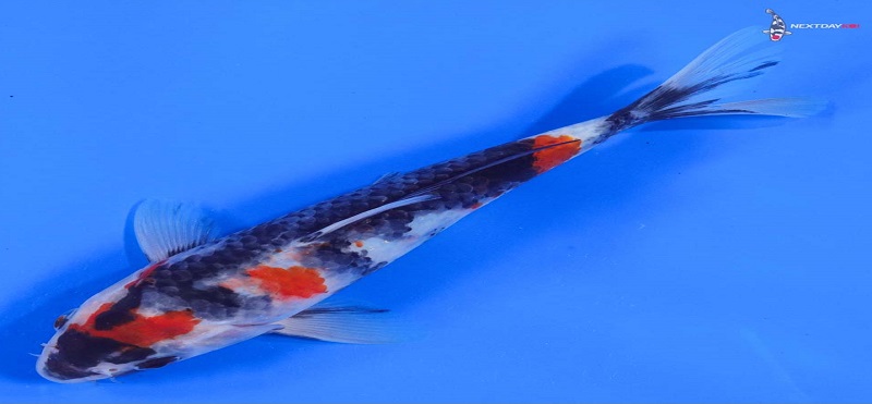 showa koi for sale