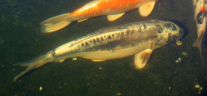 Ghost Koi Fish