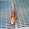 koi fish for sale near me