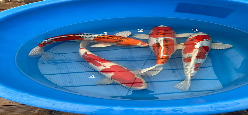 ghost koi fish
