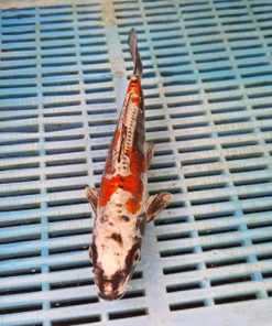 koi fish for sale near me