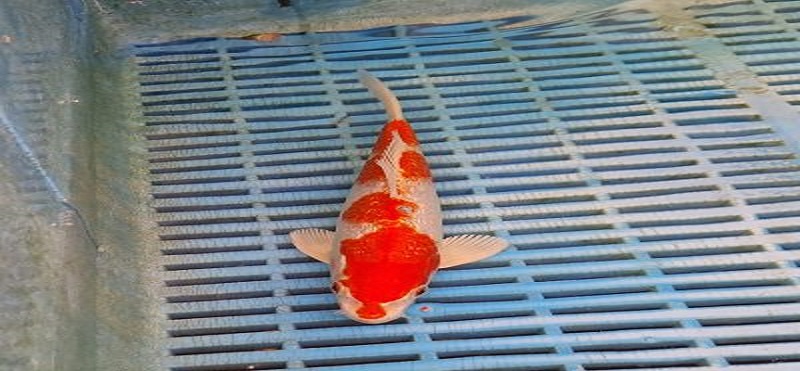 ghost koi fish