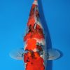 showa koi for sale