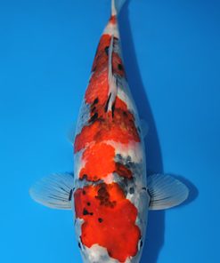 showa koi for sale