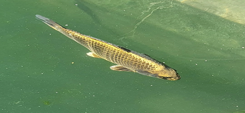 ghost koi fish