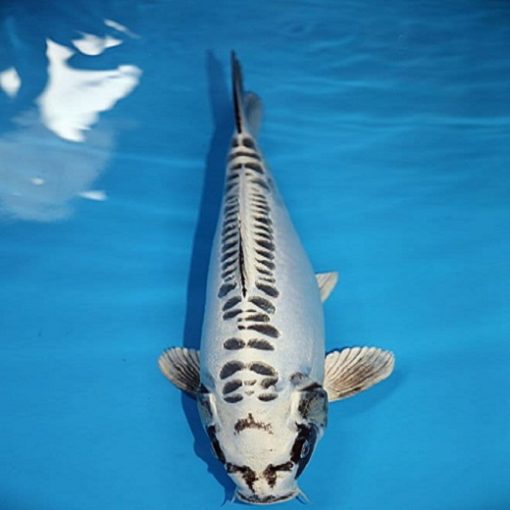 ghost koi fish