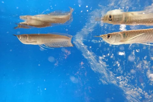 Arowana Silver Fish